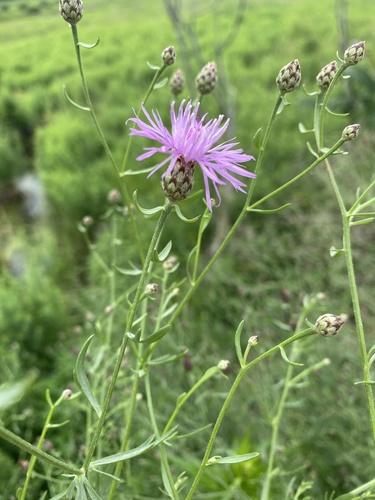 spotted knapweed
