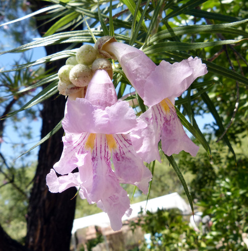 desert willow