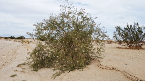 desert willow