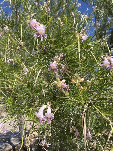 desert willow