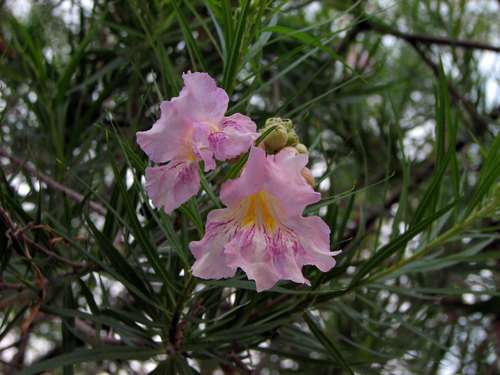 desert willow