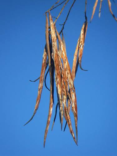 desert willow
