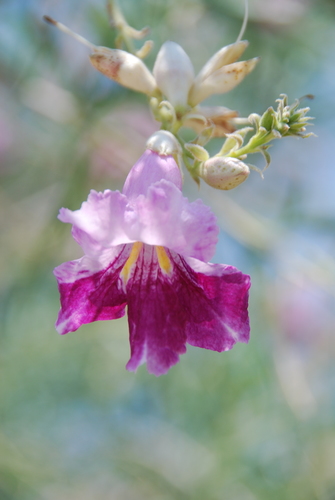 desert willow