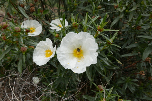 Gum Rock-rose