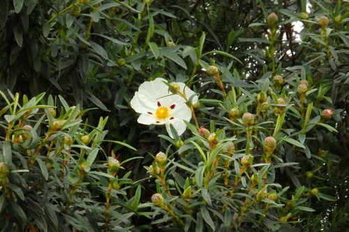 Gum Rock-rose