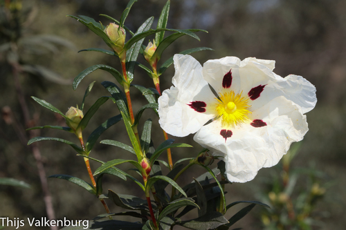 Gum Rock-rose