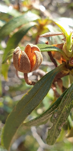 Gum Rock-rose