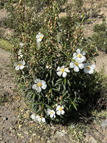 Gum Rock-rose