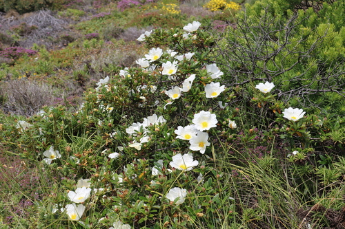 Gum Rock-rose