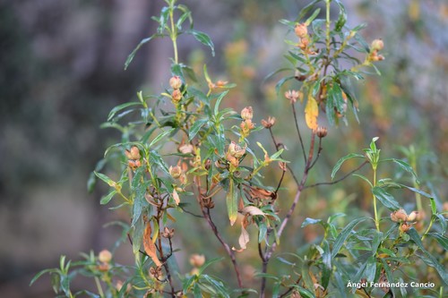 Gum Rock-rose