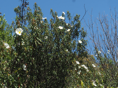Gum Rock-rose