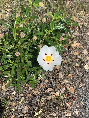 Gum Rock-rose