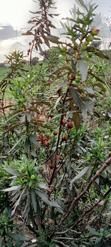 Gum Rock-rose