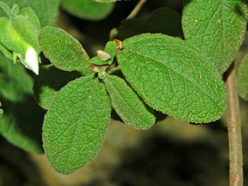 Sage-leaved Rock-rose