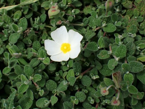 Sage-leaved Rock-rose