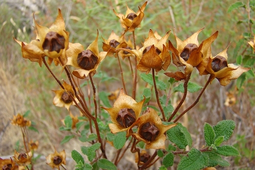 Sage-leaved Rock-rose