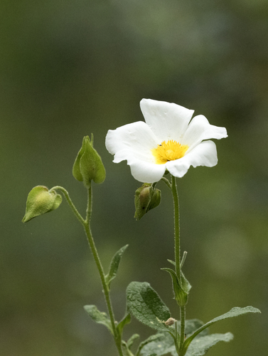 Sage-leaved Rock-rose
