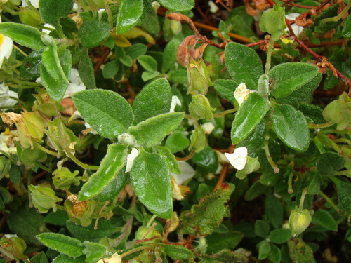 Sage-leaved Rock-rose