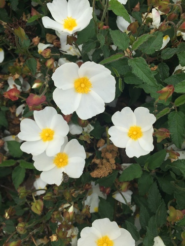 Sage-leaved Rock-rose