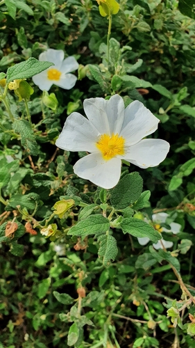 Sage-leaved Rock-rose