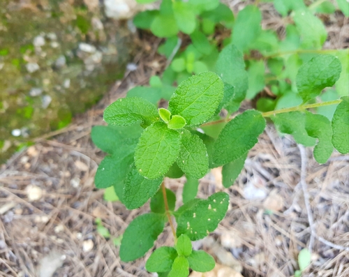 Sage-leaved Rock-rose
