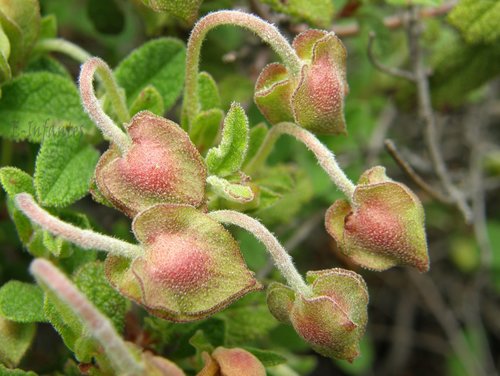 Sage-leaved Rock-rose