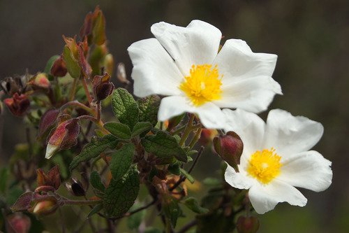 Sage-leaved Rock-rose