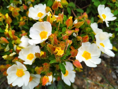 Sage-leaved Rock-rose