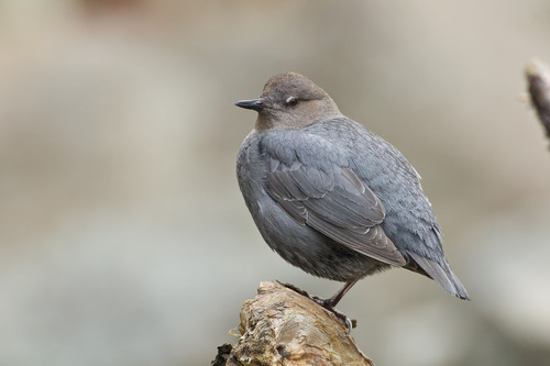 American Dipper