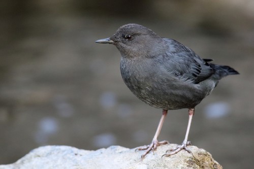 American Dipper
