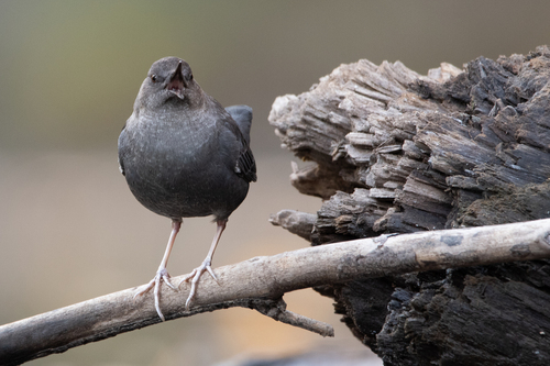 American Dipper