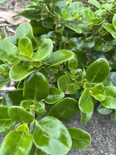Taupata