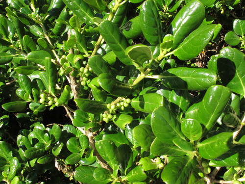 Taupata