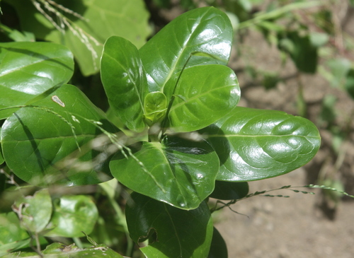 Taupata