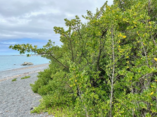 Taupata