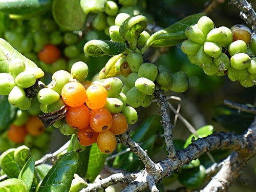 Taupata