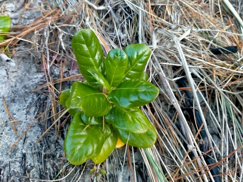 Taupata