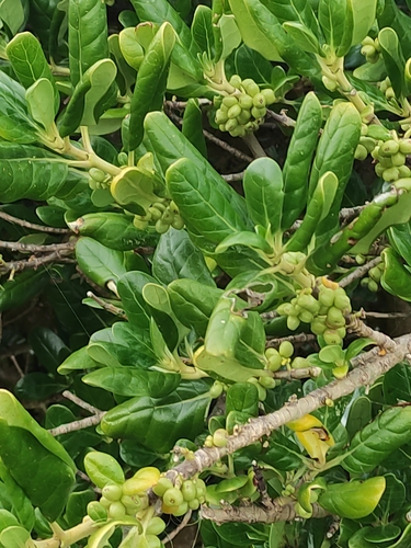 Taupata