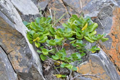 Taupata