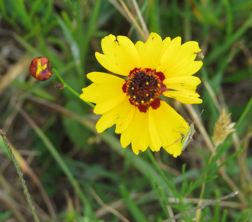 plains coreopsis