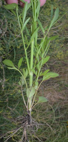 plains coreopsis