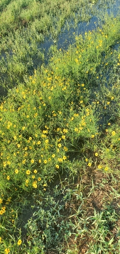 plains coreopsis