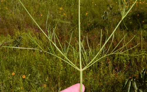 plains coreopsis