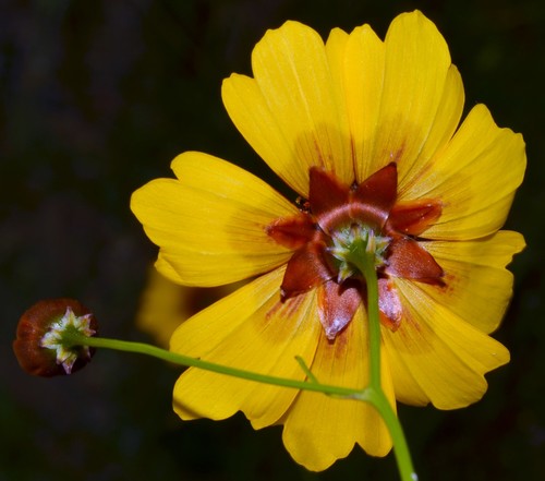 plains coreopsis