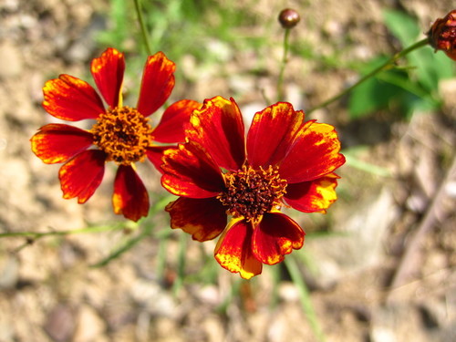 plains coreopsis