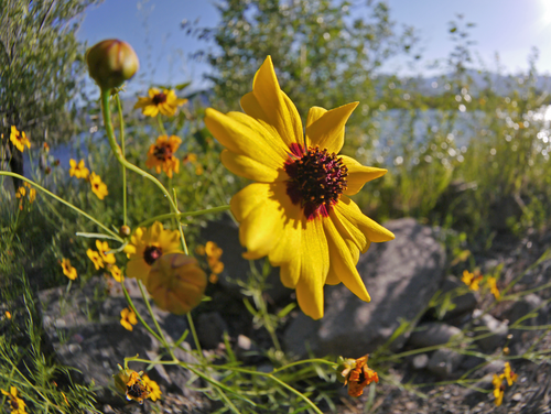 plains coreopsis
