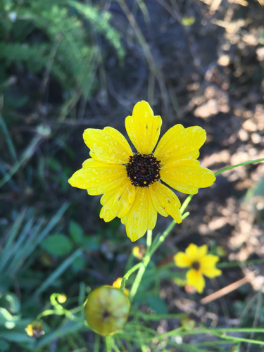 plains coreopsis