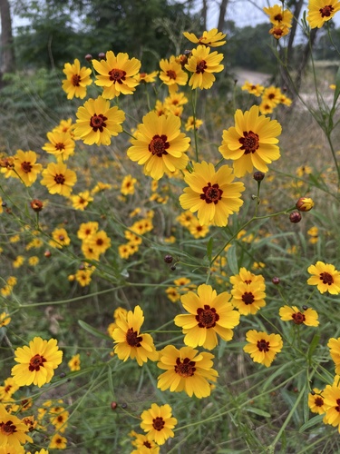 plains coreopsis