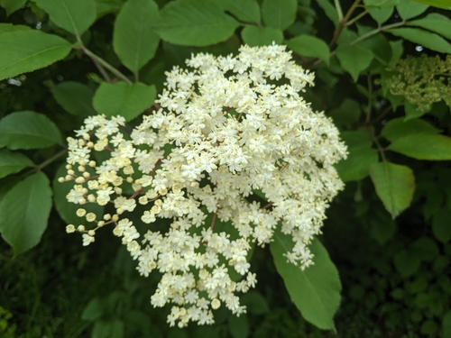 European black elderberry