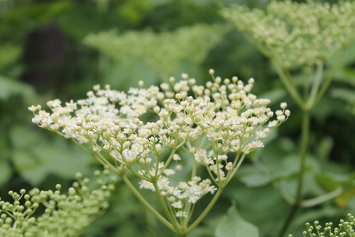 European black elderberry